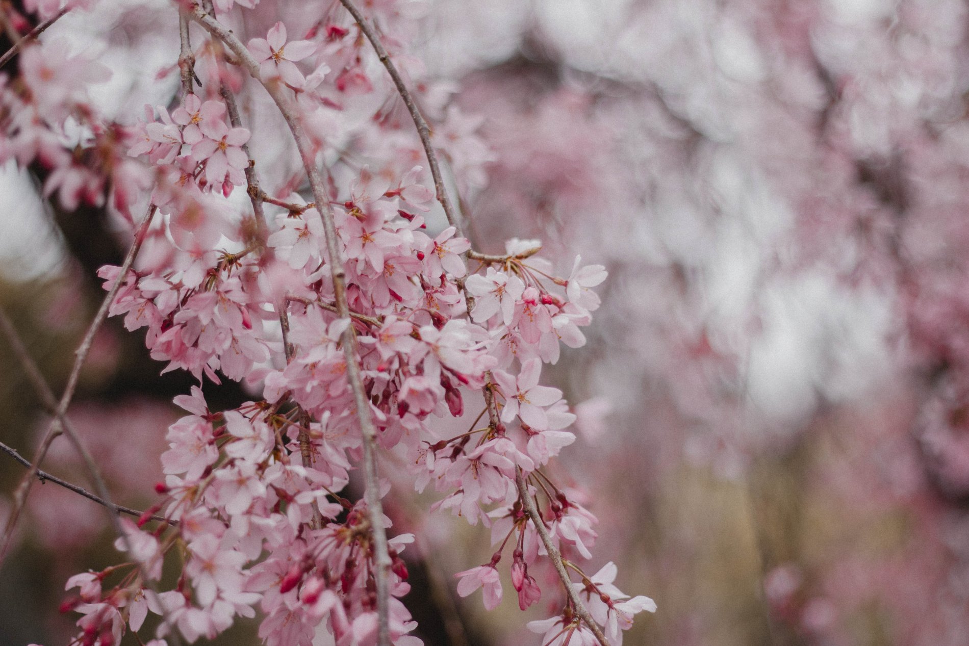 южные культуры