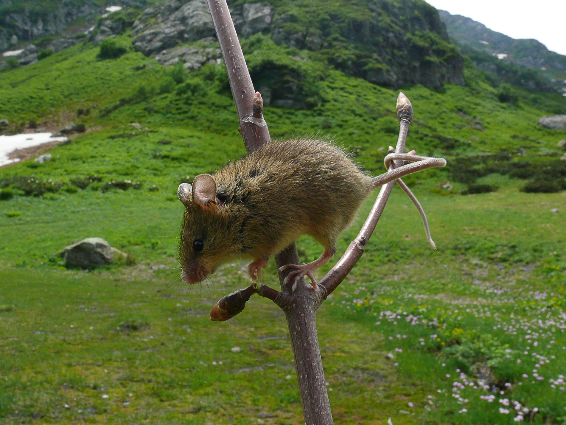 Кавказская мышовка