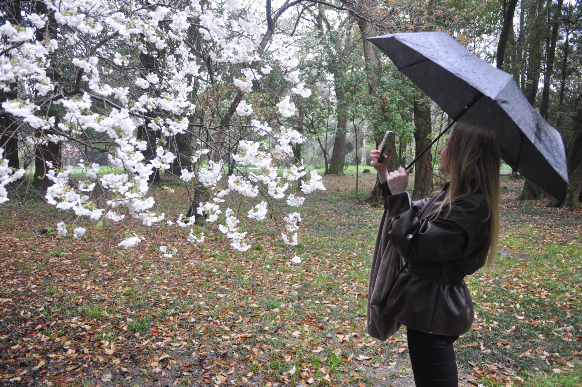 южные культуры