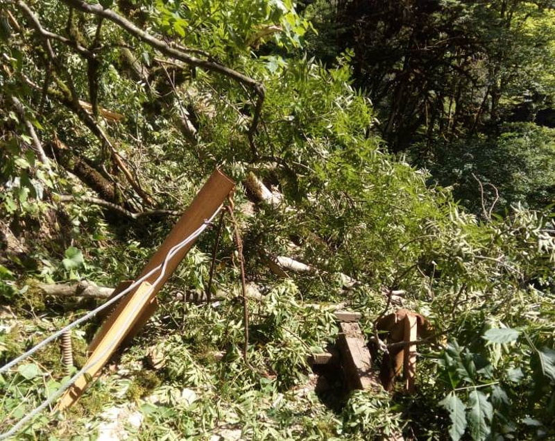 на маршруте "Тисо-самшитовая роща - В глубь веков"  упало дерево