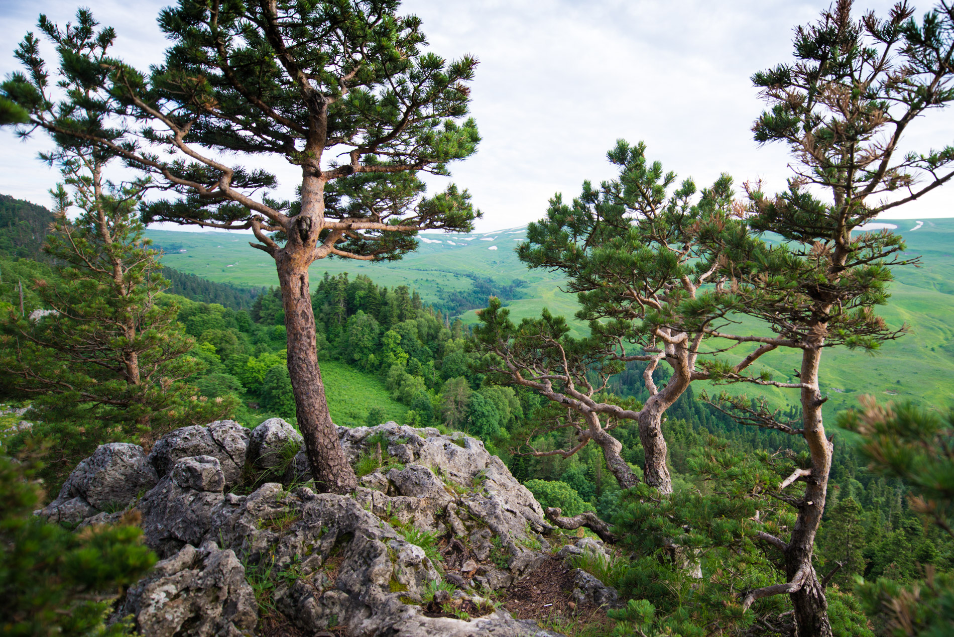 Лагонакское нагорье (фото из архива "Кавказского заповедника")