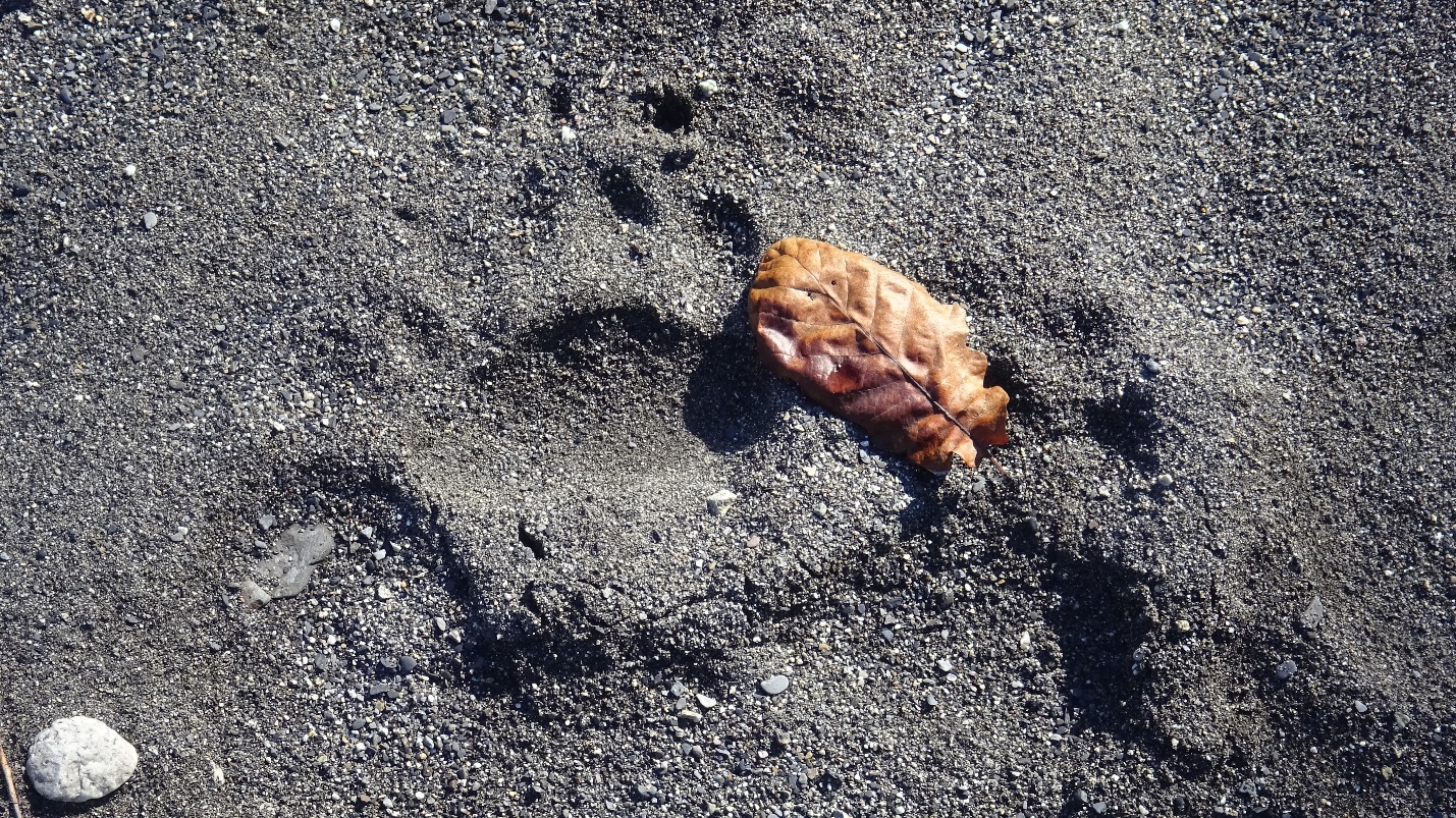 След медведя (12,5 см.) на песке