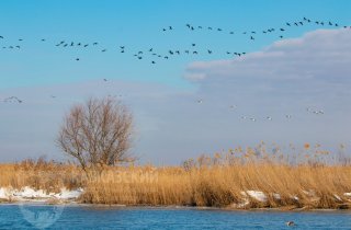 УЧЕТЫ ПТИЦ В ПРИАЗОВСКОМ ЗАКАЗНИКЕ