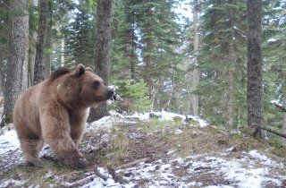 Научные сотрудники проверили фотоловушки, установленные в Кавказском заповеднике