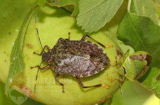 КОРИЧНЕВЫЙ МРАМОРНЫЙ КЛОП