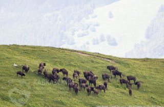 Научные экспедиции вышли на маршруты в Кавказском заповеднике