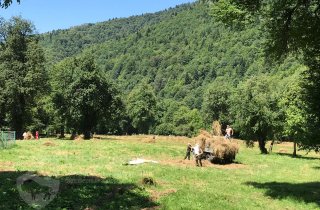 На кордоне Пслух продолжается заготовка сена
