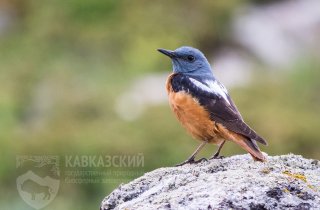 Редкая птица обнаружена в Кавказском заповеднике