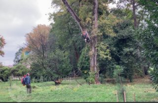 Деревья парка «Южные культуры» оснастили специальными датчиками