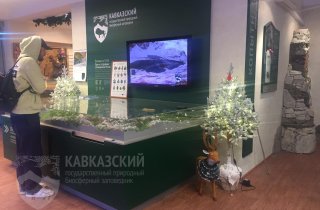 Где провести новогодние праздники в Кавказском заповеднике