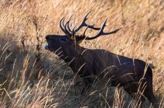 Учет оленя на реву в Кавказском заповеднике проходит на 19 учетных участках