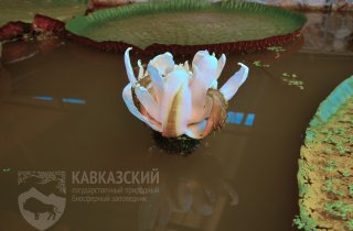 Королевские условия для “королевской” кувшинки: в парке “Южные культуры” расцвела Виктория Амазонская