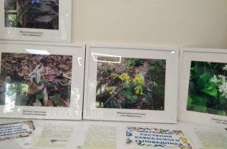 Фотовыставка "Цветковые растения Кавказского заповедника" открыта в экоцентре Гузерипль и библиотеке Майкопа