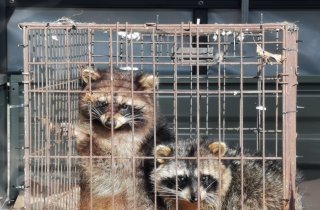 Еноты и шакал переданы под опеку Кавказского заповедника из Сафари-парка