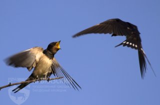 Дикое детство слётков: даем право на самостоятельность