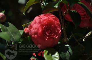 Совместное эколого-просветительское мероприятие с Художественно-историческим центром "Сириус"