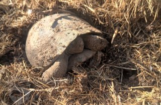 В Кавказском заповеднике начался проект “Возвращение черепахи” по восстановлению исчезающего вида.