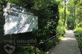 Приглашаем на празднование 95-летия Тисо-самшитовой рощи