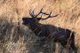 Учет оленя на реву в Кавказском заповеднике проходит на 19 учетных участках
