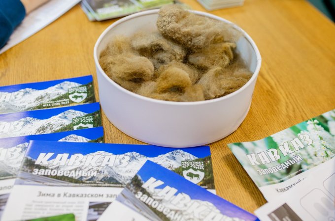 Секретный мир представителей фауны Кавказского заповедника приоткрыли ученые зоологи на встрече со студентами, гидами и волонтерами в научном отделе.