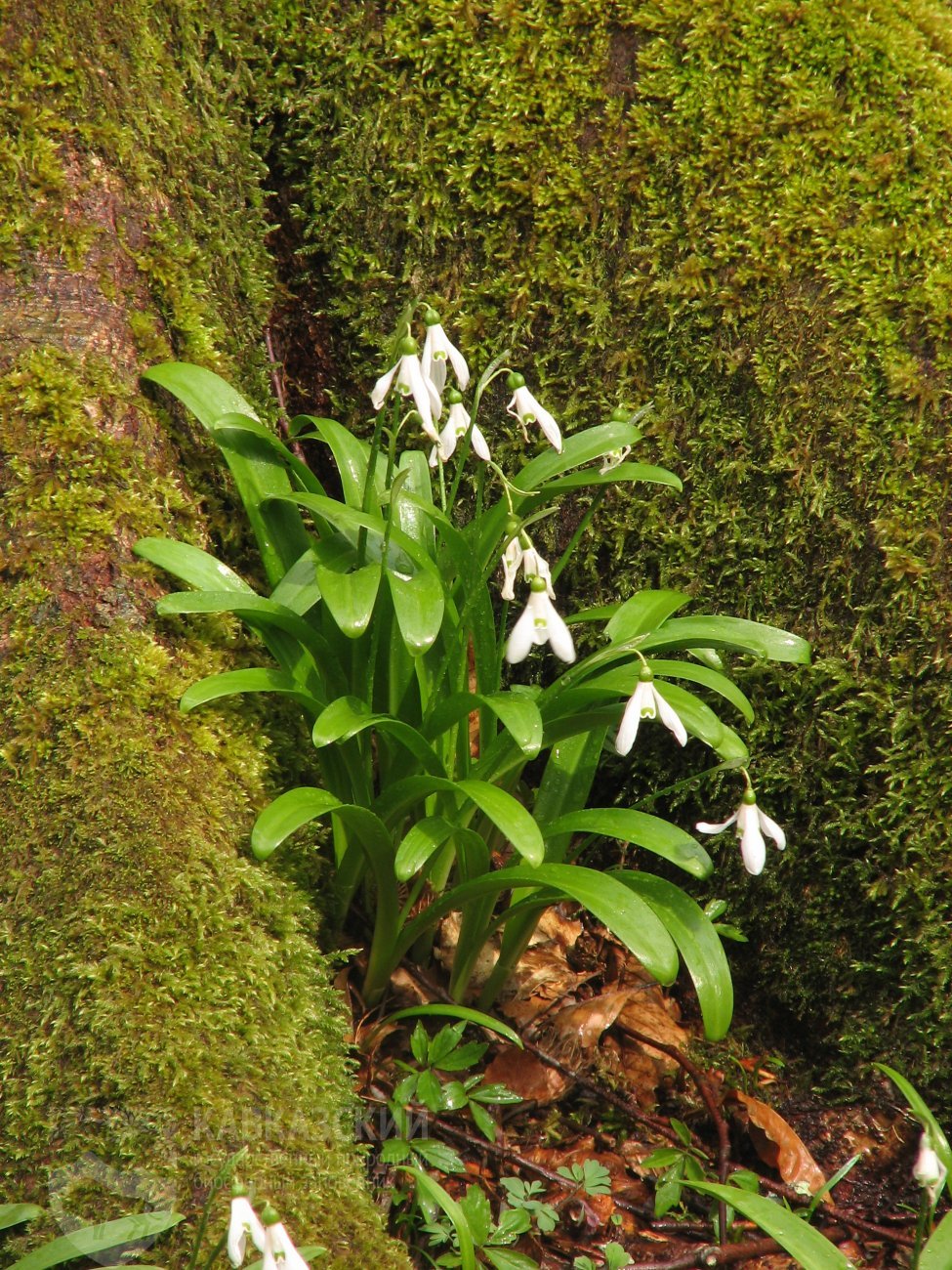 Цветы среди зимы в заповедной роще | Кавказский государственный