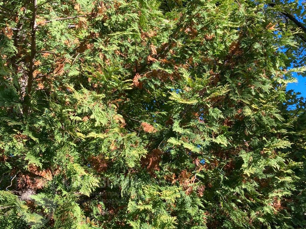 Qulupnay porno kinostudiyasi