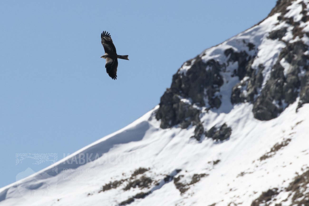 В кавказском заповеднике живут золотые орлы. Птицы Кавказского заповедника. Большие птицы Кавказа. Крупные птицы Кавказа. Птица большой Кавказ.