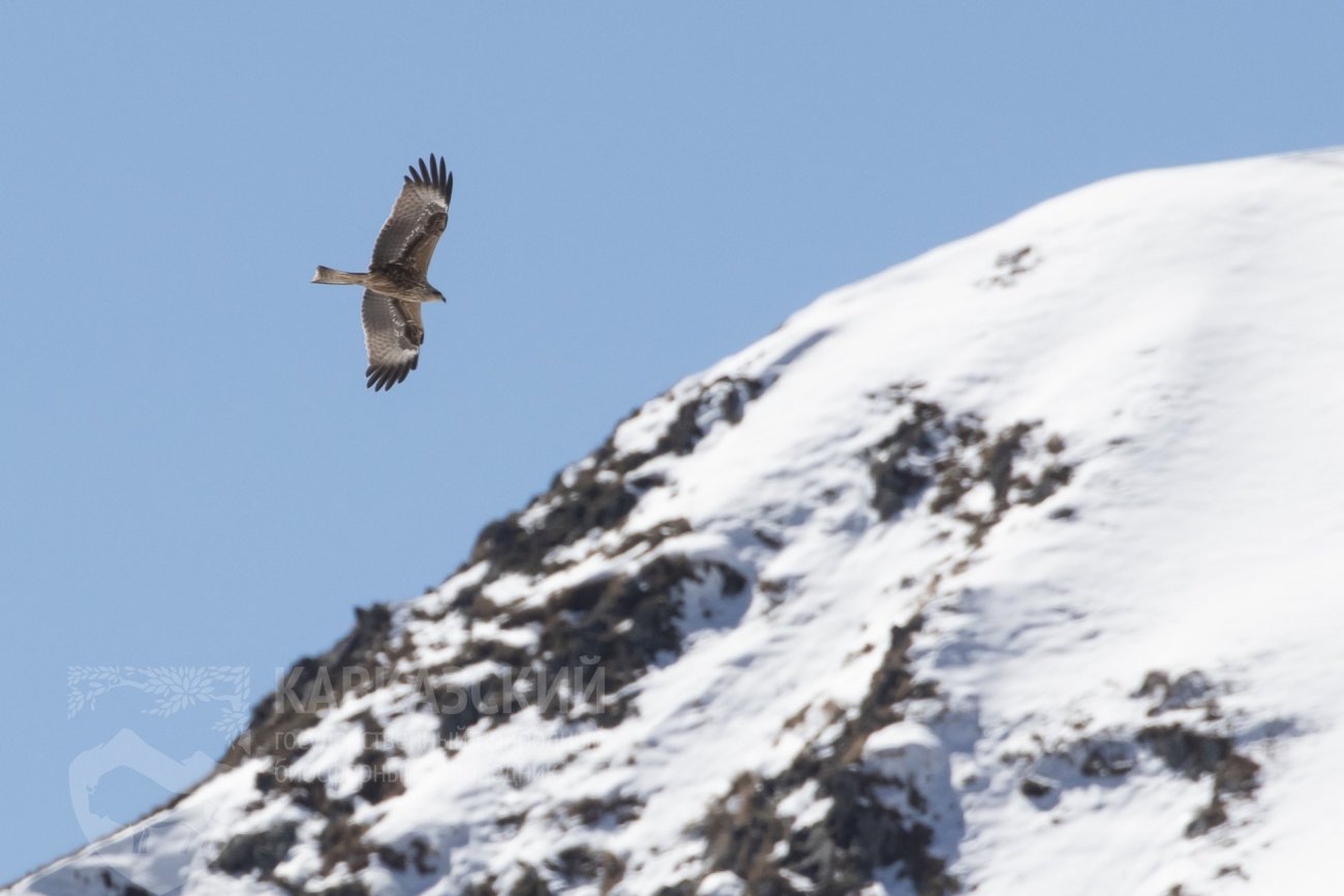 В кавказском заповеднике живут золотые орлы. Хищные птицы Кавказа. Птицы Северного Кавказа. Птицы Кавказского заповедника. Крупные птицы Кавказа.