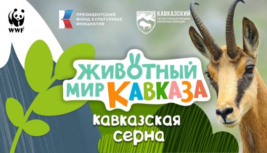 Embedded thumbnail for Животный мир Кавказа. Кавказская серна