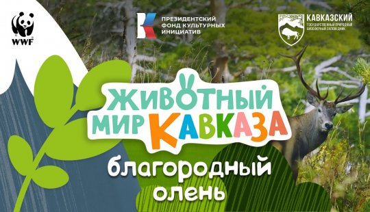 Embedded thumbnail for Животный мир Кавказа. Благородный олень