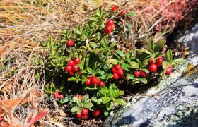 img_7266_komarov_dmitriy_1 img_7266_komarov_dmitriy_1